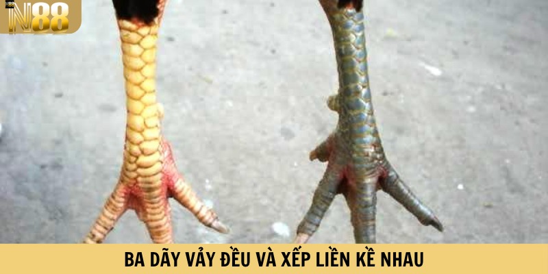 Ba dãy vảy đều và xếp liền kề nhau