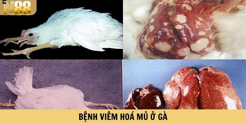 Bệnh viêm hoá mủ ở gà gây nguy hiểm