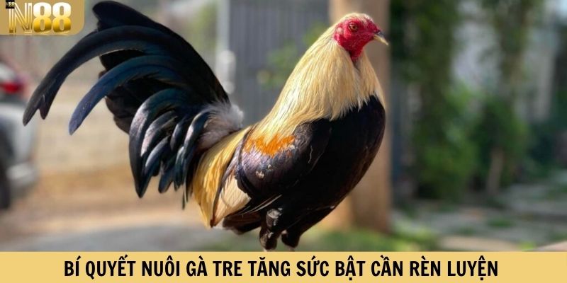 Bí quyết nuôi gà tre tăng sức bật cần rèn luyện