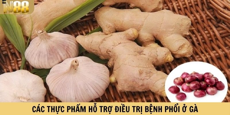 Các thực phẩm hỗ trợ điều trị bệnh phổi cho gà