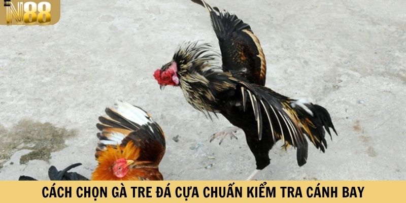 Cách chọn gà tre đá cựa chuẩn kiểm tra cánh bay