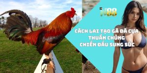 Cách lai tạo gà đá cựa