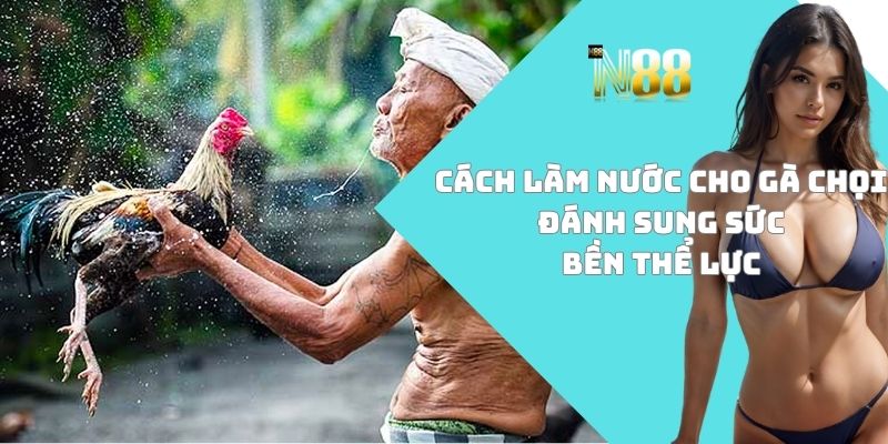 Cách làm nước cho gà chọi