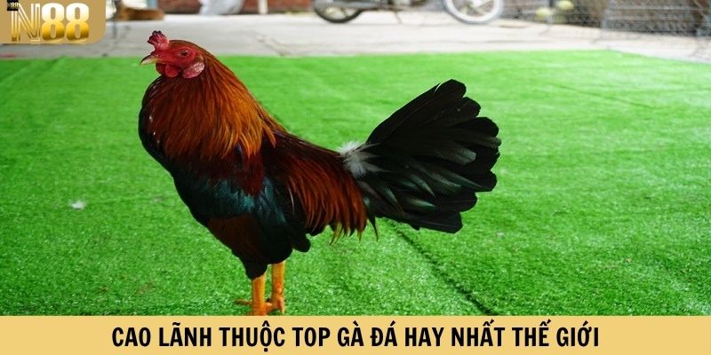 Cao Lãnh thuộc top gà đá hay ưu tiên chọn trong thi đấu