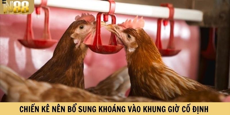 Chiến kê nên bổ sung khoáng vào khung giờ cố định