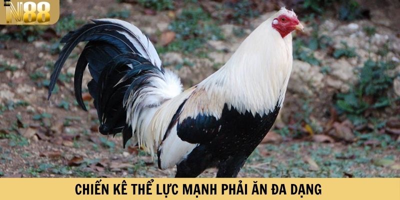 Chiến kê thể lực mạnh phải ăn đa dạng