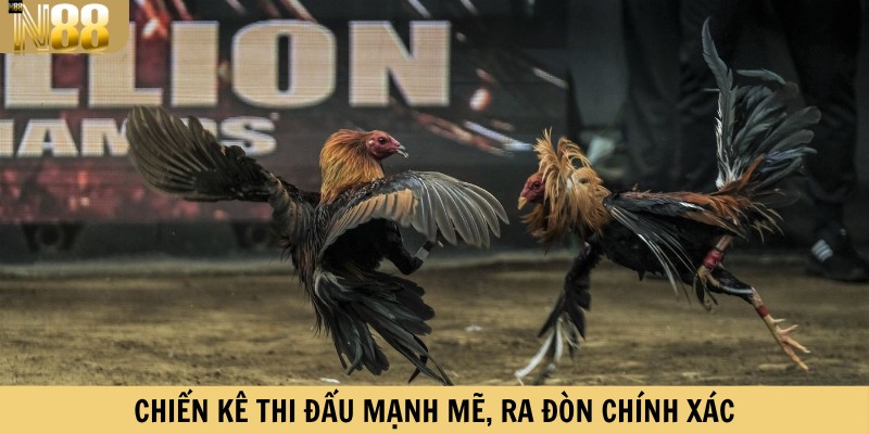 Chiến kê thi đấu mạnh mẽ, ra đòn chính xác