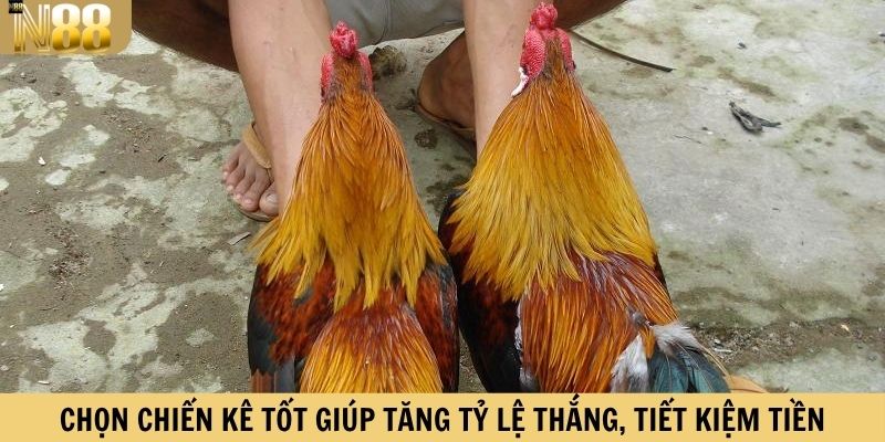 Chọn chiến kê tốt giúp tăng tỷ lệ thắng, tiết kiệm tiền