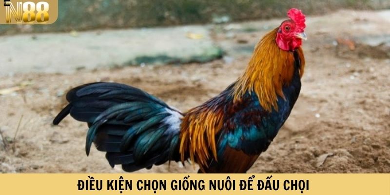 Điều kiện chọn giống nuôi để đấu chọi