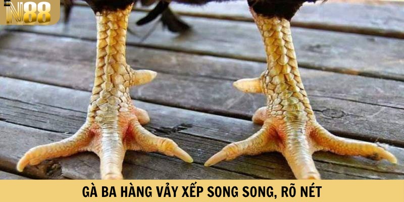 Gà ba hàng vảy xếp song song, rõ nét
