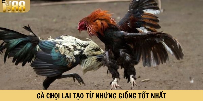 Gà chọi lai tạo từ những giống tốt nhất