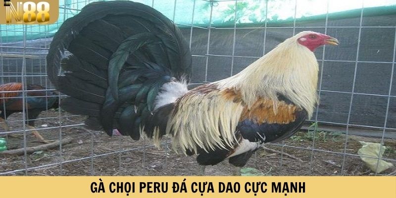 Gà chọi Peru đá cựa dao cực mạnh
