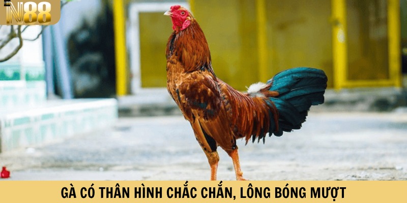 Gà có thân hình chắc chắn, lông bóng mượt