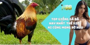 Gà đá hay nhất thế giới