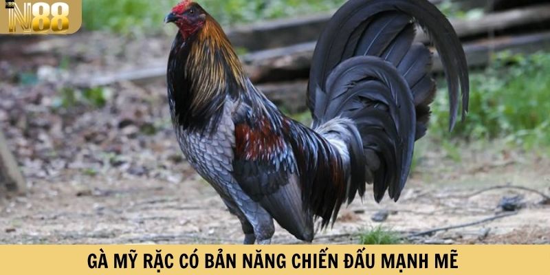Gà Mỹ rặc có bản năng chiến đấu mạnh mẽ