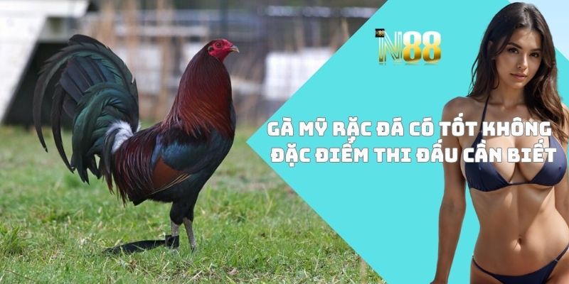 Gà Mỹ rặc