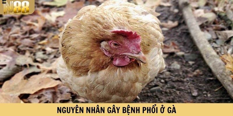 Nguyên nhân gây bệnh phổi ở gà