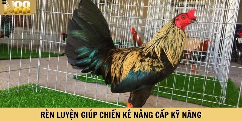 Rèn luyện giúp chiến kê nâng cấp kỹ năng