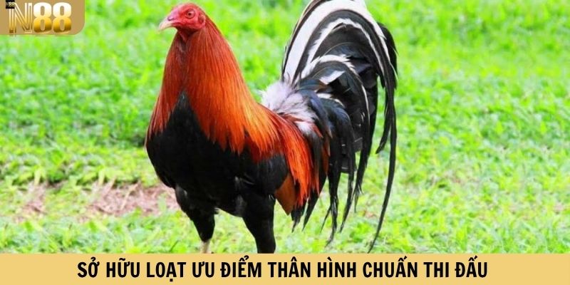 Sở hữu loạt ưu điểm thân hình chuẩn thi đấu