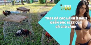 Trại gà Cao Lãnh