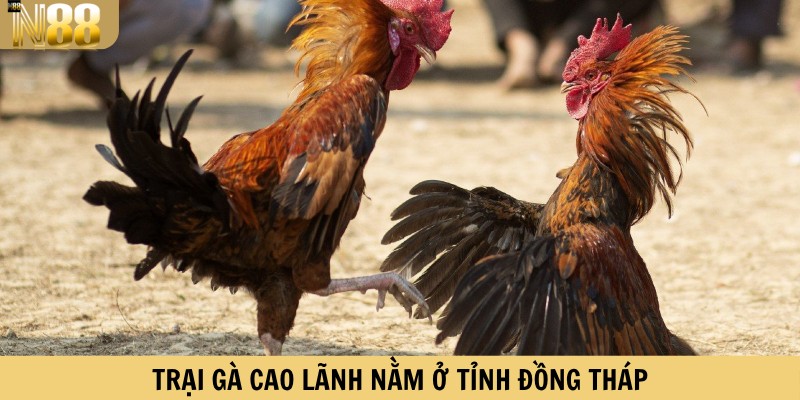 Trại gà Cao Lãnh nằm ở tỉnh Đồng Tháp