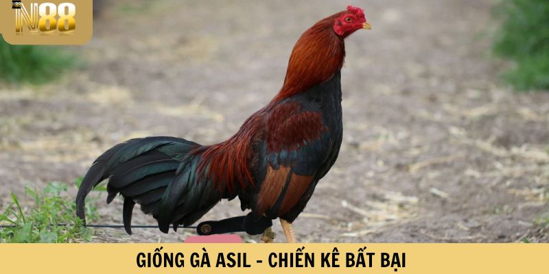 Giống gà Asil - Chiến kê bất bại