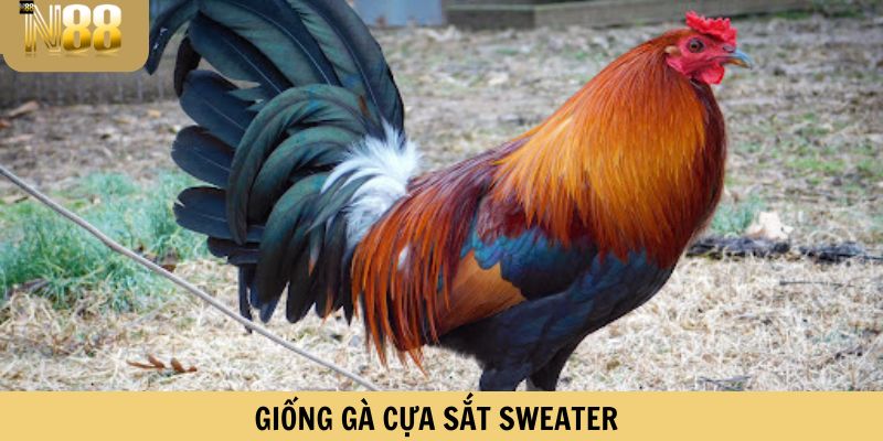 Một trong các giống gà cựa sắt - Sweater