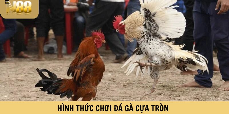 Sơ lược về hình thức chơi đá gà cựa tròn
