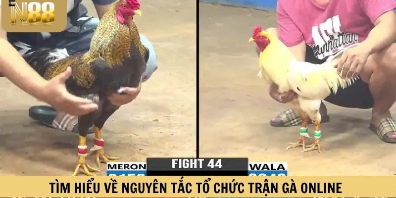 Tìm hiểu về nguyên tắc tổ chức trận gà online